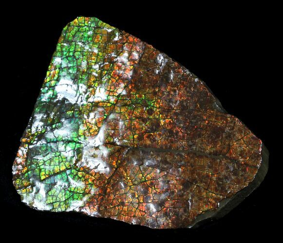 Brilliant Iridescent Ammolite - Fossil Ammonite Shell #31665